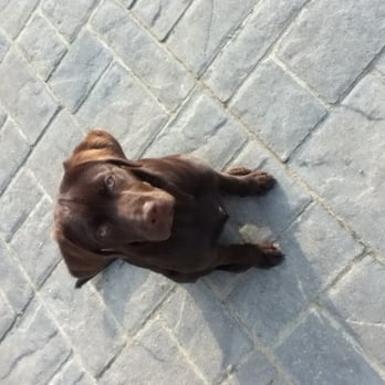 Barkefellers - Lila the chocolate lab loves barkefellers! - Pet Sitting Near Me - Indianapolis, Indiana Barkefellers - Lila the chocolate lab loves barkefellers! - Pet Sitting Near Me - Indianapolis, Indiana