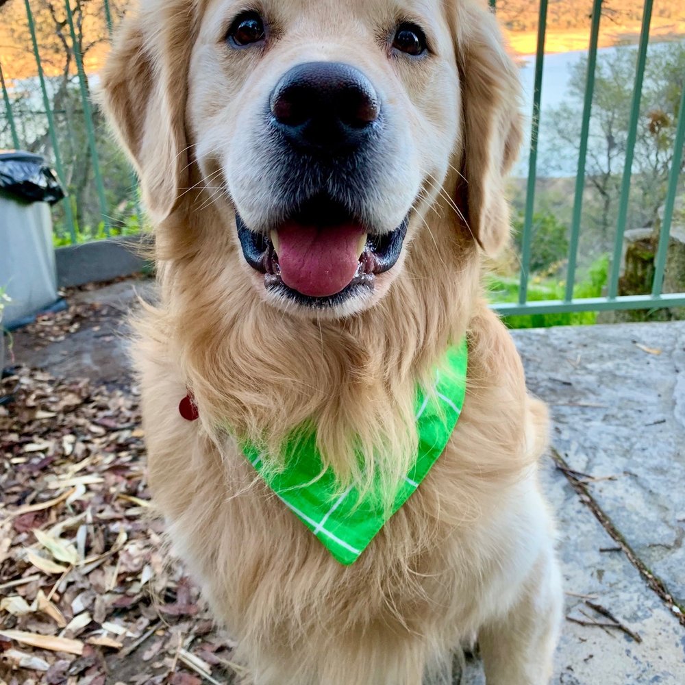 Pooch & Purr - Watson loves "Pooch & Purr"! - Pet Groomers Near Me - Sacramento, California