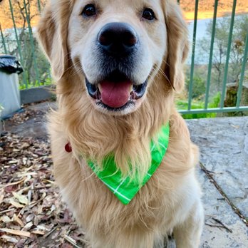 Pooch & Purr - Watson loves "Pooch & Purr"! - Pet Groomers Near Me - Sacramento, California Pooch & Purr - Watson loves "Pooch & Purr"! - Pet Groomers Near Me - Sacramento, California
