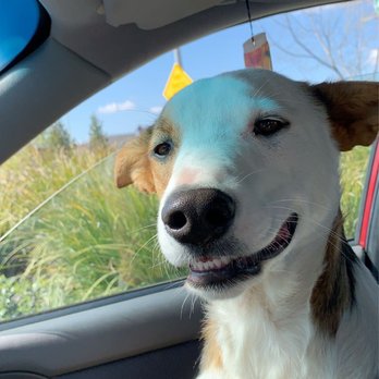 AgapeDogs - Pet Training Near Me