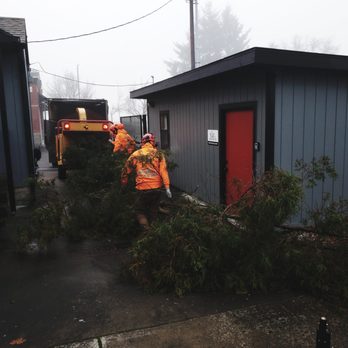 Toto's Tree Service - demolishing the branches - Tree Services Near Me - Vancouver, Washington Toto's Tree Service - demolishing the branches - Tree Services Near Me - Vancouver, Washington