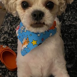 My dog after his haircut My dog after his haircut