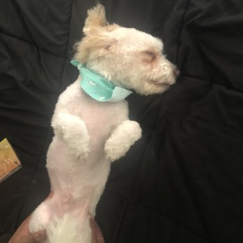 Smile Pet Grooming - Pet Groomers Near Me - Canoga Park, California