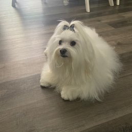 Wonderful experience at Nancy's Pet Parlor! Wonderful experience at Nancy's Pet Parlor!