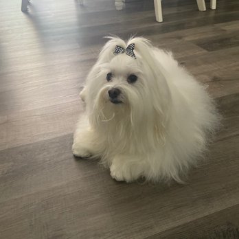 Nancy's Pet Parlor - Wonderful experience at Nancy's Pet Parlor! - Pet Groomers Near Me - Diamond Bar, California Nancy's Pet Parlor - Wonderful experience at Nancy's Pet Parlor! - Pet Groomers Near Me - Diamond Bar, California