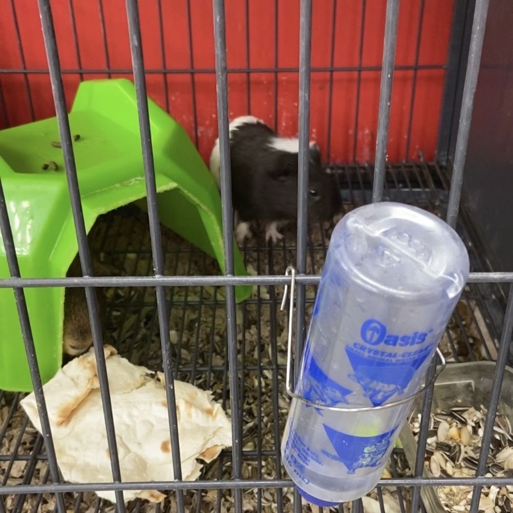 Pets R Us - Guinea pigs CAN'T eat bread! - Pet Sitting Near Me - Glendale, California Pets R Us - Guinea pigs CAN'T eat bread! - Pet Sitting Near Me - Glendale, California