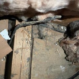 Chewed wiring