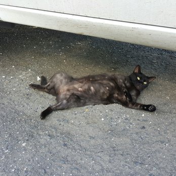 Isla Vieques - Islander cat, no worries at all. - Local Flavor Near Me Isla Vieques - Islander cat, no worries at all. - Local Flavor Near Me