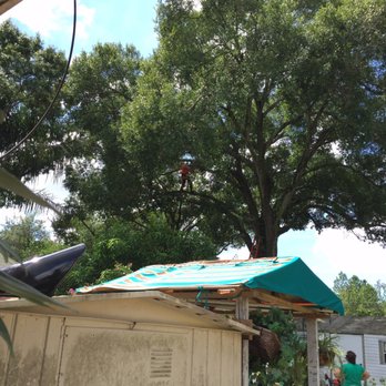 Arbor Bay Tree Service - Up in the tree - Tree Services Near Me - Tampa, Florida Arbor Bay Tree Service - Up in the tree - Tree Services Near Me - Tampa, Florida
