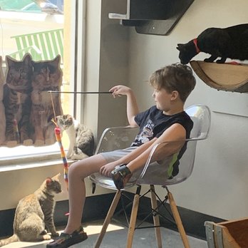 Orlando Cat Cafe - Animal Shelters Near Me - Clermont, Florida Orlando Cat Cafe - Animal Shelters Near Me - Clermont, Florida