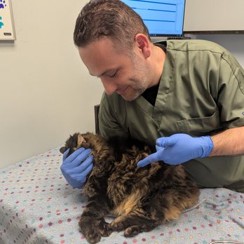 University Veterinary Center - Dr. Ash doing his magic tricks on my cat Truffles - Veterinarians Near Me - Anaheim, California