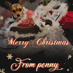 Dakota’s Mobile Pet Nail Trimming Service - Penny