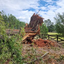 Berry's Tree Pros - Before