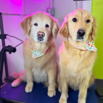 Colipets - Pet Groomers Near Me - Atlantic Beach, Florida