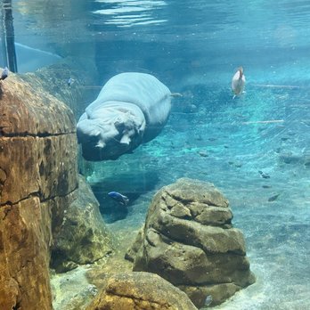 Adventure Aquarium - Jenny & Button - Aquariums Near Me - Camden, New Jersey Adventure Aquarium - Jenny & Button - Aquariums Near Me - Camden, New Jersey