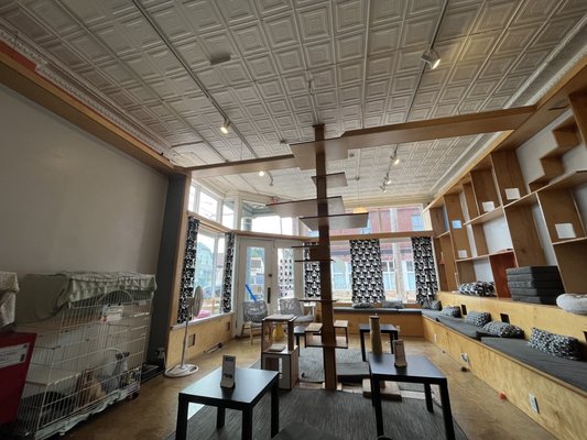 Mauhaus Cat Cafe by null
