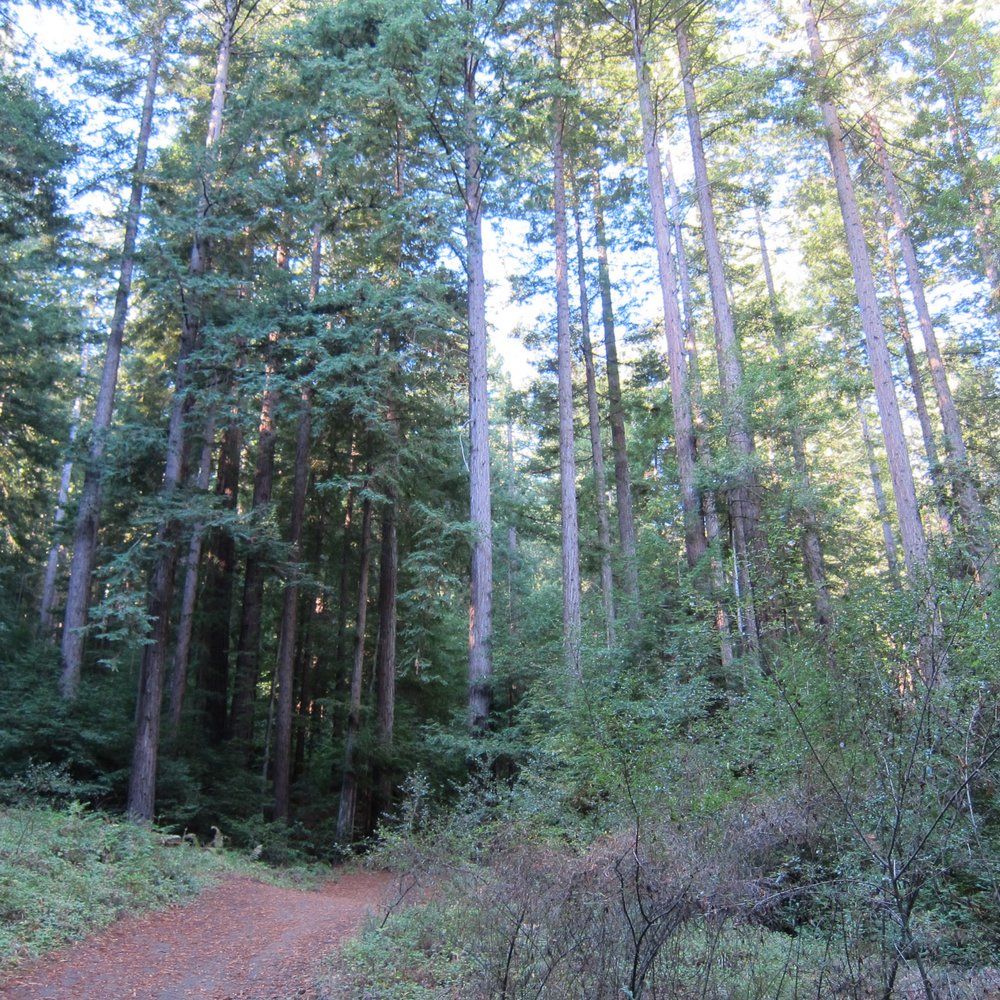 Byrne-Milliron Forest - Hiking Near Me - Corralitos, California Byrne-Milliron Forest - Hiking Near Me - Corralitos, California