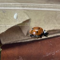 Wendy's - Ladybug inside the salad
