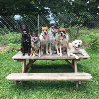 Positive Pup Playgroups - Playgroup! - Dog Walkers Near Me Positive Pup Playgroups - Playgroup! - Dog Walkers Near Me