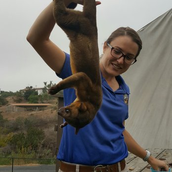 Wild Wonders - Kinkajoo! - Zoos Near Me - Bonsall, California Wild Wonders - Kinkajoo! - Zoos Near Me - Bonsall, California