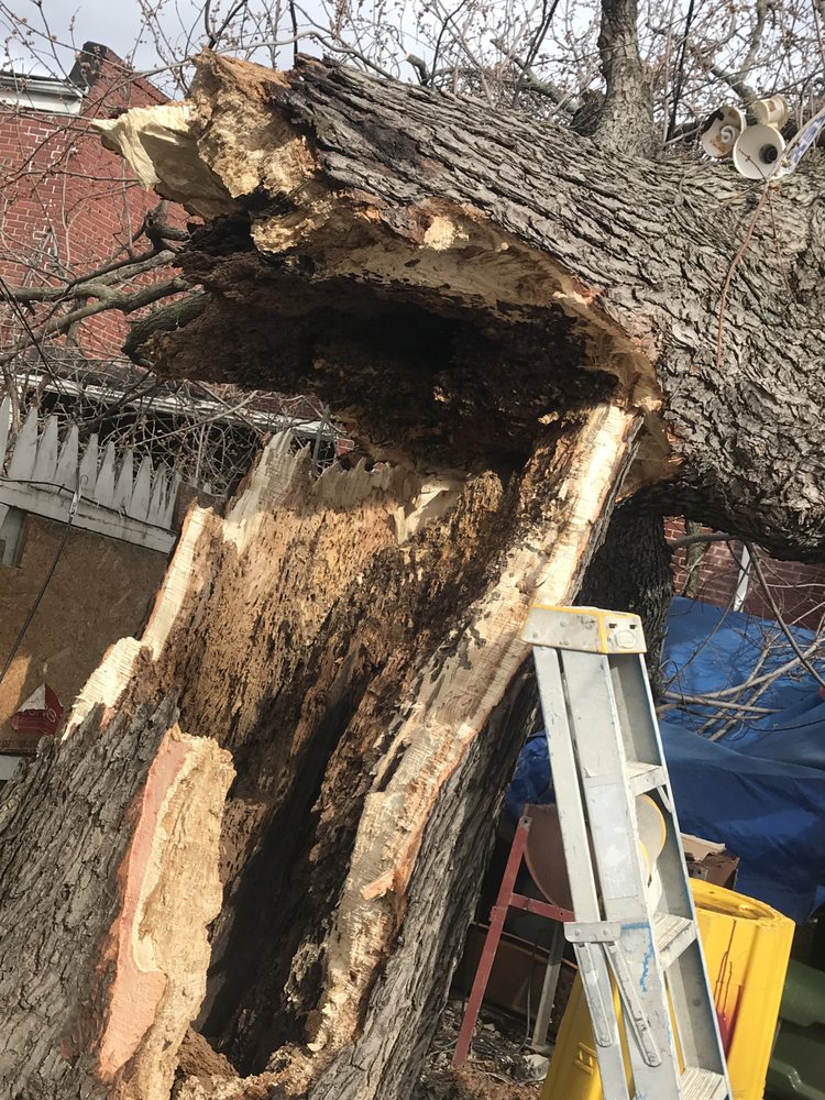 Timber Pros Tree Care - tree service in Baltimore, MD