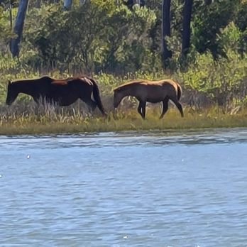 Assateague Adventures - Chincoteague Ponys - Boat Tours Near Me Assateague Adventures - Chincoteague Ponys - Boat Tours Near Me