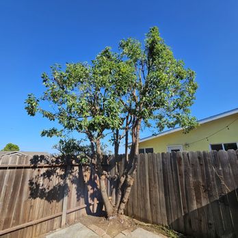 Premier Tree Experts - Tree Services Near Me - Orange, California