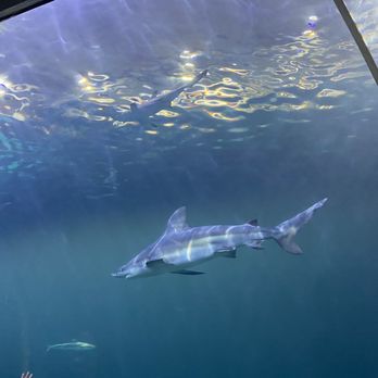 Shedd Aquarium - Sharks! - Aquariums Near Me - Chicago, Illinois