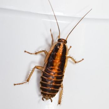 Buckingham Pest Control - Cockroach Removal - Pest Control Near Me - St Peters, Missouri Buckingham Pest Control - Cockroach Removal - Pest Control Near Me - St Peters, Missouri