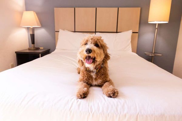 Sonesta Simply Suites Las Vegas Convention Center by null