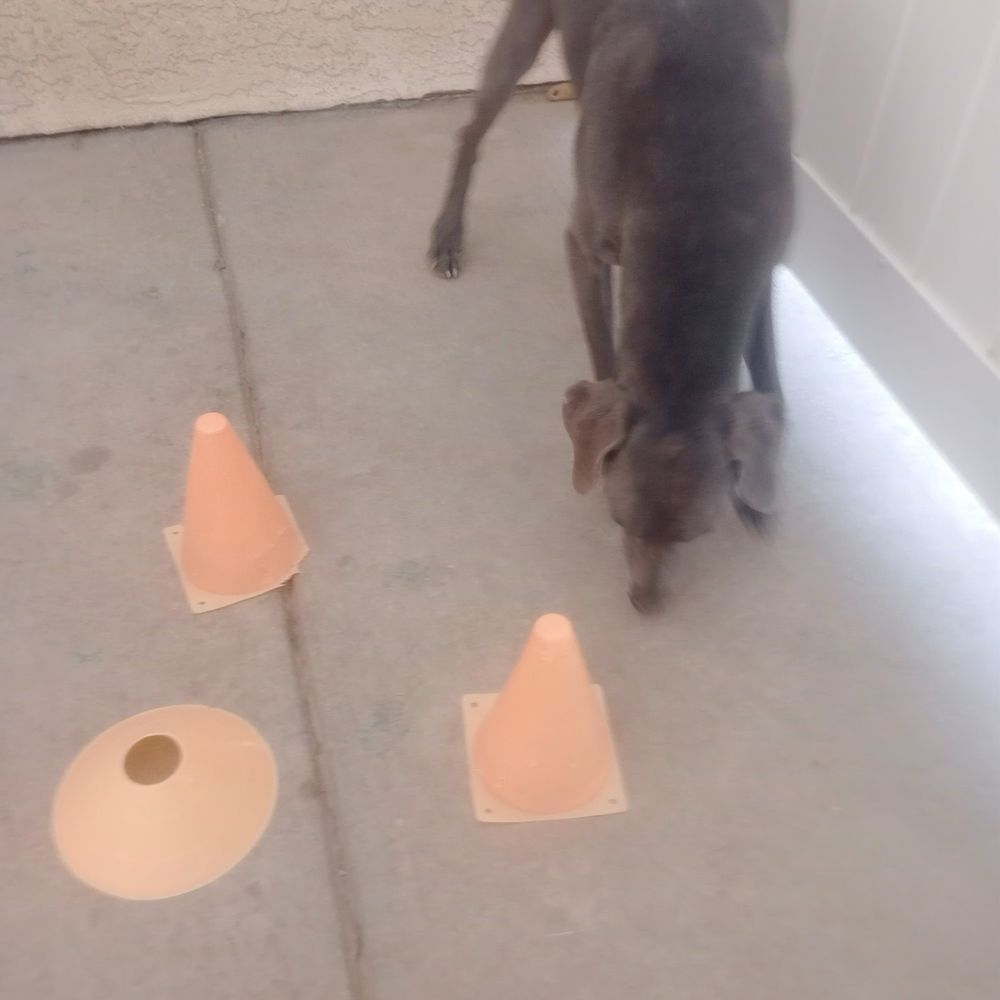 K-9 Kountry - Pet Training Near Me - Las Vegas, Nevada K-9 Kountry - Pet Training Near Me - Las Vegas, Nevada