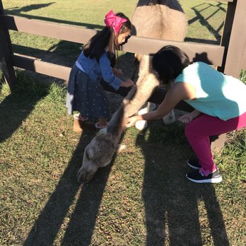 Magnolia Wilds - Playing with the baby camel - Zoos Near Me - Ethel, Louisiana Magnolia Wilds - Playing with the baby camel - Zoos Near Me - Ethel, Louisiana