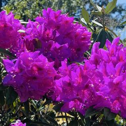 Azalea Park