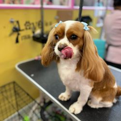 DOGMOM Petcare and Grooming - Rosie's spa day