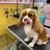 DOGMOM Petcare and Grooming gift card