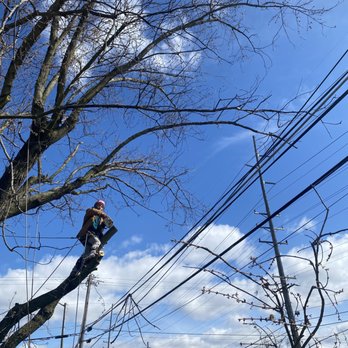 C&C - Tree Services Near Me - Indianapolis, Indiana C&C - Tree Services Near Me - Indianapolis, Indiana