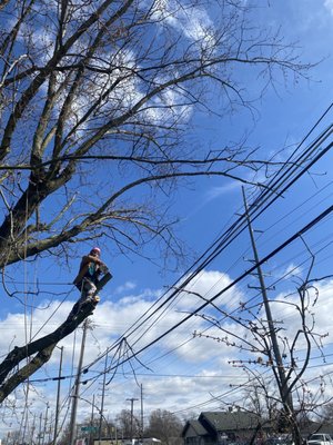 East side of town job. Beautiful day for tree work. - This was a job from a week ago that I personally climbed and had a blast. Customer was satisfied and no problems with the removal. East side of town job. Beautiful day for tree work. - This was a job from a week ago that I personally climbed and had a blast. Customer was satisfied and no problems with the removal.