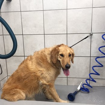 Pet Supplies Plus Lenexa - Great place for baths - everything supplied - awesome price - no mess to clean up or wet dog rolling through the house! - Pet Stores Near Me - Lenexa, Kansas