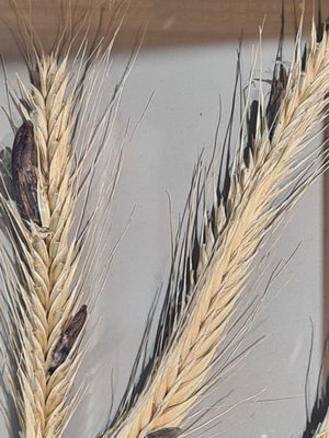 Museum Brot und Kunst - Forum Welternährung by null