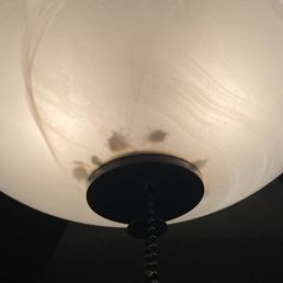 Stinkbugs (?) in the main area light. Some were still alive and buzzing. Stinkbugs (?) in the main area light. Some were still alive and buzzing.