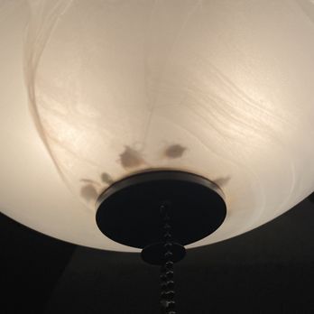 Lydia Mountain Lodge & Log Cabins - Stinkbugs (?) in the main area light. Some were still alive and buzzing. - Hotels Near Me - Stanardsville, Virginia Lydia Mountain Lodge & Log Cabins - Stinkbugs (?) in the main area light. Some were still alive and buzzing. - Hotels Near Me - Stanardsville, Virginia