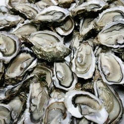 The Panama - $1 Oyster every night during Happy Hour
