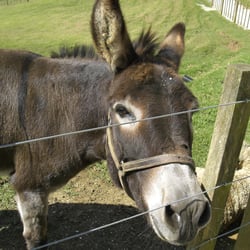 Kiwi Valley Farm Park - Eddie the Donkey