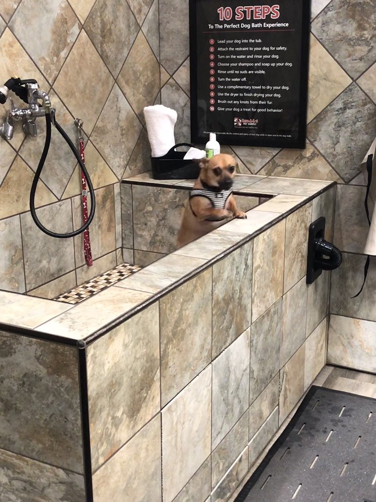 CAREALOT PET SUPPLY 36 Photos & 74 Reviews Pet Sitting 1924