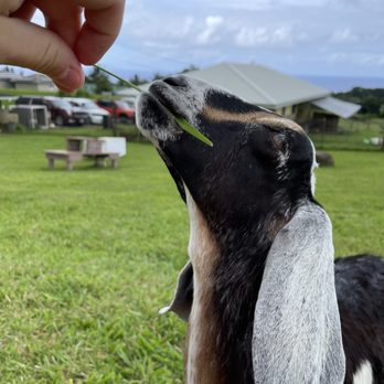 Honomu Goat Dairy - Baby goat therapy - Attraction Farms Near Me - Honomu, Hawaii Honomu Goat Dairy - Baby goat therapy - Attraction Farms Near Me - Honomu, Hawaii