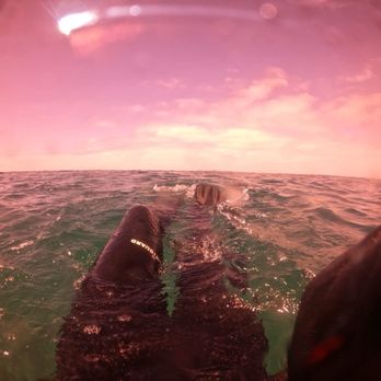 Salty Fins Diving - Scuba Diving Near Me Salty Fins Diving - Scuba Diving Near Me