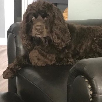 Bark Busters - Tucson - My baby boy Charlie. - Pet Training Near Me