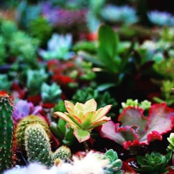 Pierce Street Gardens - Jungle of Cactus and Succulents. Photo by: Tanner Dean