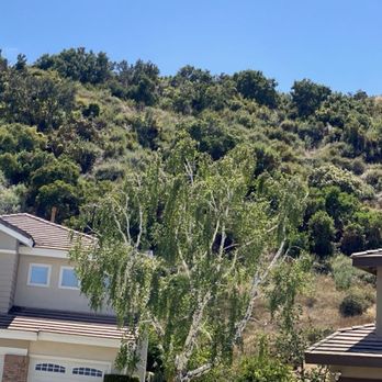 Camaleons Tree Service - Tree Services Near Me Camaleons Tree Service - Tree Services Near Me