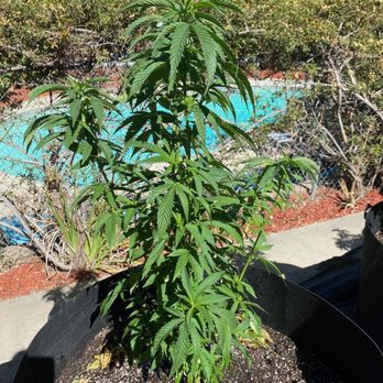 Hidden Valley Genetics - Chem Dawg - Cannabis Dispensaries Near Me